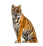 Fototapeta Zwierzęta - Tiger sitting in front of a white background