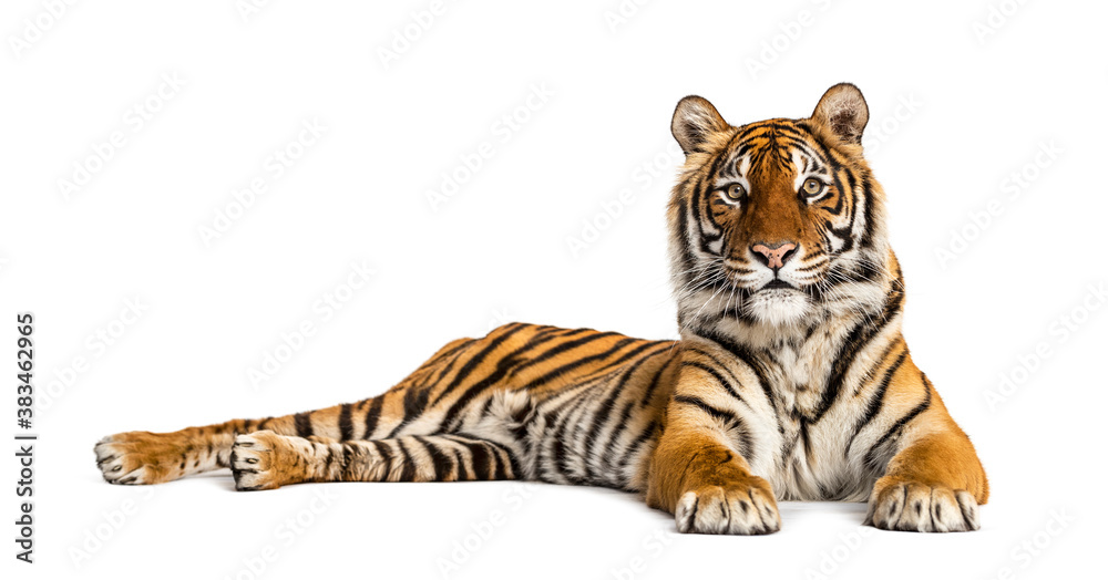 Tiger lying down isolated on white