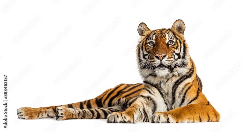 Tiger lying down isolated on white - obrazy, fototapety, plakaty 