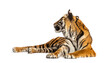 Tiger lying down looking back, isolated on white