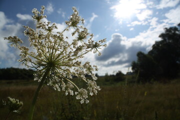 Wall Mural - landscape photography of a summer meadow with a flower at the foreground