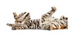 © Eric Isselée - Tiger lying down on its back, isolated