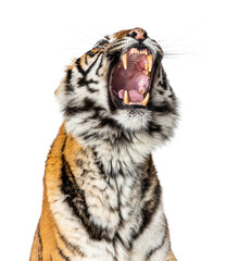 close-up on a Tiger's head looking angry, showing its tooth