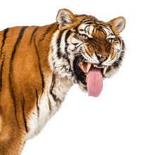 Tiger, Mouth Open, Sniffing The Air, Isolated On White