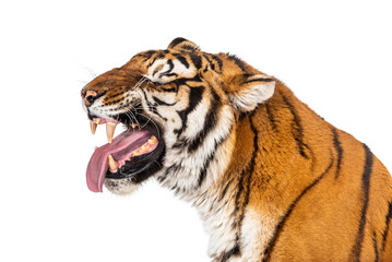 Wall Mural - Tiger, mouth open, sniffing the air, isolated on white