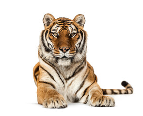 Wall Mural - tiger lying down staring at the camera, isolated on white