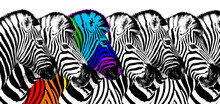 Usual & Rainbow Color Zebra White Background Isolated, Individuality Concept, Stand Out From Crowd, Uniqueness Symbol, Independence, Dissent, Think Different, Creative Idea, Diversity, Outstand, Rebel