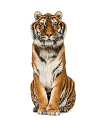 tiger sitting looking at the camera, isolated on white