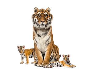 Canvas Print - Tiger and his cubs, isolated on white