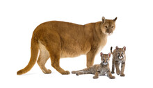 Puma With Her Cub, Puma Concolor, Isolated On White