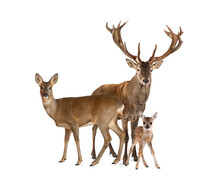 Family Of Reed Dear. Male, Doe And Fawn, Isolated On White