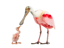 Roseate Spoonbill Looking Down At Her Chick, Isolated On White