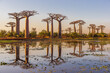 © Reelistic - Beautiful Baobab trees at sunset at the avenue of the baobabs in Madagascar