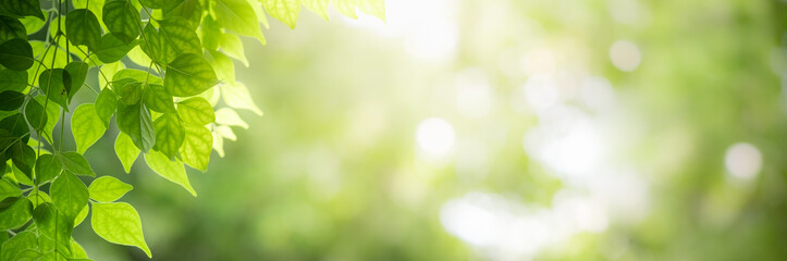 Concept nature view of green leaf on blurred greenery background in garden and sunlight with copy space using as background natural green plants landscape, ecology, fresh wallpaper concept.