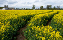 Endless Bright Yellow Raps Rapeseed Field With Winding Tractor Tracks In Baltic States, Latvia, Brassica Napus Plant