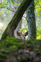 Wall Mural - Deer in the woods. Deer in the forest