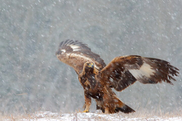 Wall Mural - Golden eagle. Bird in winter. Aquila chrysaetos.