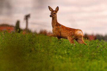 Wall Mural - Deer in the meadow. Deer in the grass