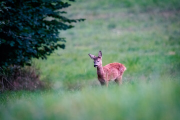 Wall Mural - Deer in the meadow. Deer in the forest