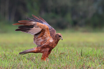 Wall Mural - Marsh harrier. Bird of prey. Circus aeruginosus