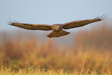 Wall Mural - Common buzzard. Bird of prey in flight, flying bird. Buteo buteo