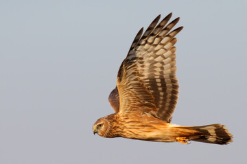 Wall Mural - Hen harrier. Bird of prey in flight, flying bird. Circus cyaneus