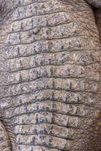 Close-up Of Crocodile Tail With Skin Details