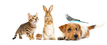 Dog And Cat And Parrot And Rabbit And Hamster On White Background