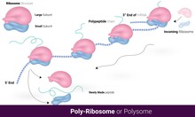 Structure Of Polysome And Stages. Polyribosome Mechanism. Vector Illustration Eps. Simultaneous Translation Graphic. Blue And Light Pink Color Ribosome And MRNA Chain.