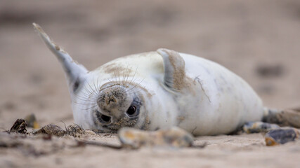 Canvas Print - Comical Common seal puppy