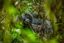Portrait Of A Baby Mountain Gorilla (Gorilla Beringei Beringei), Bwindi Impenetrable Forest National Park, Uganda.	