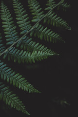 green fern background, green fern, nature, flora