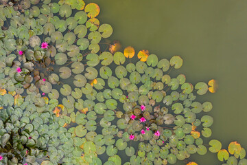 aerial view of large groups of lotus