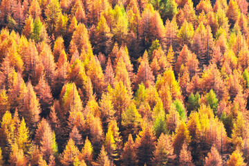 Poster - Beautiful evergreen forest with larch trees turning to their unique autumn golden color. Swiss Alps. Nature background, landscape photography