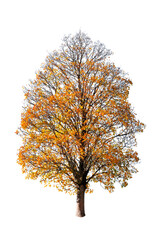 Orange autumn tree isolated on white background