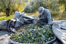 Harvested Olives Near Agiokampos Town In Thessaly Region, Greece, December 1 2010.