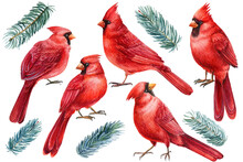 Set Of Birds And Fir Branches, Watercolor Clipart On White Isolated Background. 