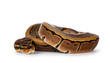 Pinstripe ballpython snake aka Python regius, curled up. Detailed head facing camera. Isolated on white background.