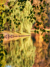 Beautiful Autumn Landscape With A Large Spreading Willow By The Water