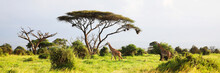 Masai Giraffe, Massai-Giraffe In Amboseli National Park, Kenya, Africa.