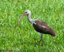 Juvenile White Ibis With Chocolate Brown And White Feathers And A Downward Curved Dull Orange Bill Is Walking On Its Long Legs Through Green Grass.