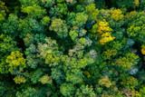 Fototapeta Las - aerial top down view of a green forest