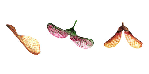 set of maple seeds. autumn colours,brown, purple, green. nature season. harvest time. botanical wate