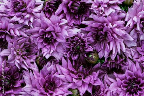 Fotomural Beautiful dahlia flowers.Floral background.