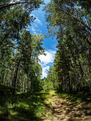 Wall Mural - birch and pine mixed forest in summer, Fisheye