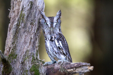 Fototapete - Screech owl on a tree