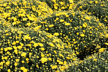 Field of yellow chrysanthemums, flowers in sunny day. Magical floral background, beautiful pattern, symbol of autumn