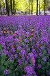 Flowers in the park, floral background