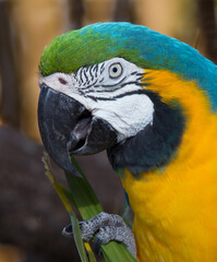 Wall Mural - Colorful Macaw parrot in profile.