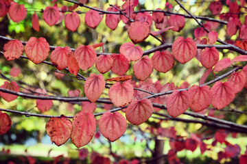 The pink leaves of the Katsura tree during the autumn